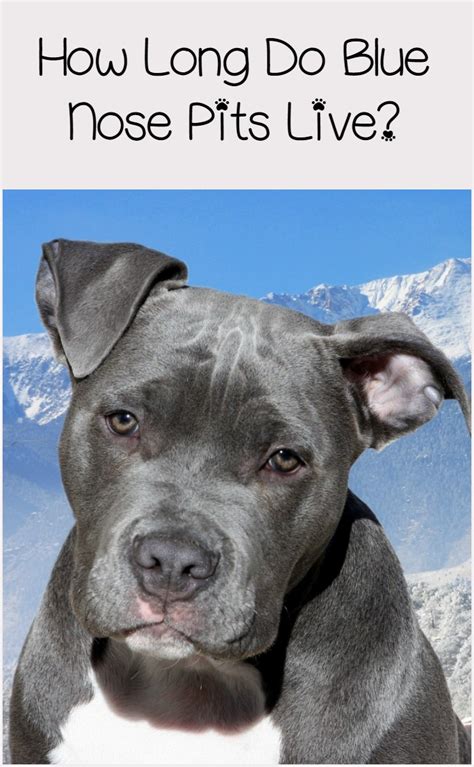Life expectancy of blue nose pitbull. Things To Know About Life expectancy of blue nose pitbull. 